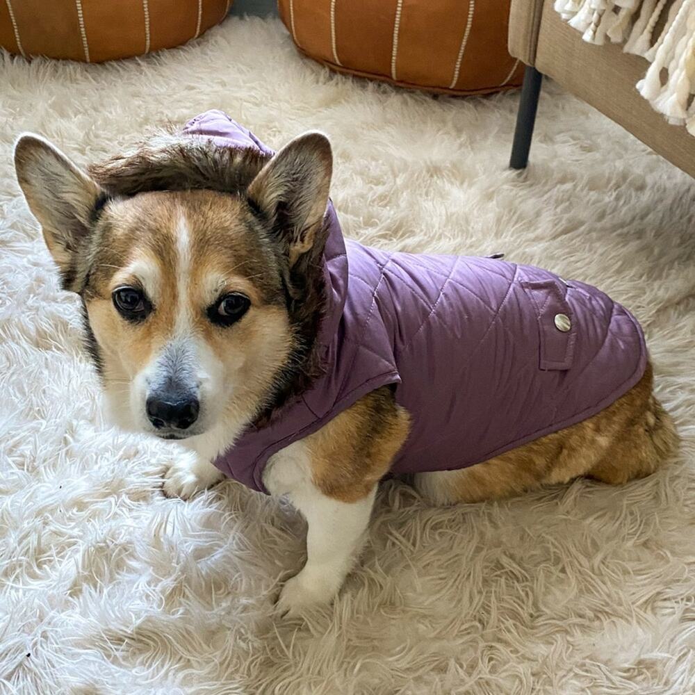 Barkley & Finn Dog Coat Medium Purple Hooded Winter Pet Jacket - Picture 10 of 12